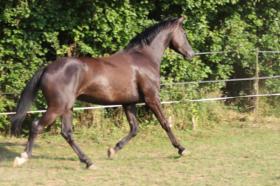 See Dressage Horses for sale