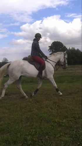 For sale: Stunning gray mare