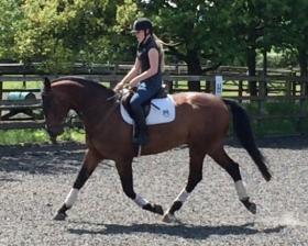 Dressage Horses for sale Dressage Horses for sale