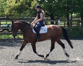 For sale: Quality Hanoverian Gelding