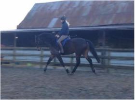 See Dressage Horses for sale