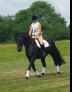 For sale: Stunning WB Gelding