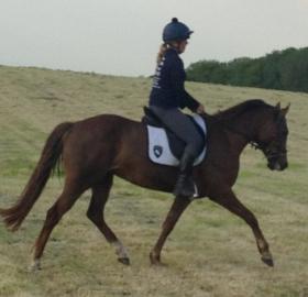 For sale: WB Dressage Pony