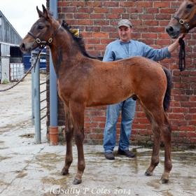 For sale: Stunning KWPN colt for sale