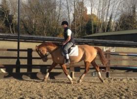 For sale: 16.3 Kwpn dressage potential 