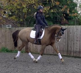 For sale: Top Class Oldenburg Gelding Rubinstein / Donnerhall 