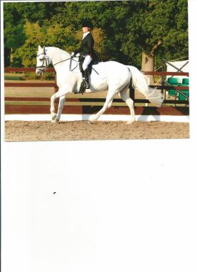 See Dressage Horses for sale