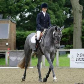 For sale: Top Quality dressage horse for sale 