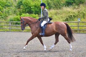 For sale: Stunning 15hh Chestnut Mare