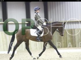 For sale: KWPN 16hh Bay Gelding 