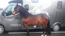 For sale: Stunning Andalusian gelding