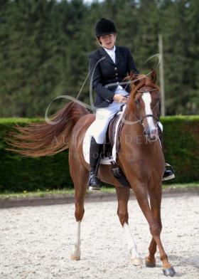 For sale: Stunning Dressage Arab 