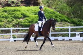 For sale: outstanding KWPN mare 