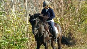 For sale: Stunning PRE gelding