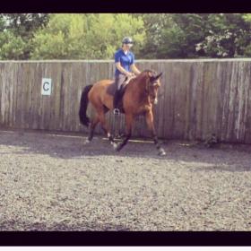Advertise your Dressage Horse for sale