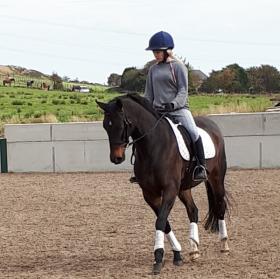 Dressage Horses for sale