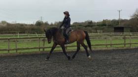 For sale: Smart 16.1 Mare 11yr old dressage project