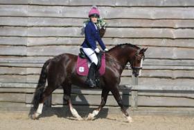 For sale: Fabulous dressage/all-rounder pony