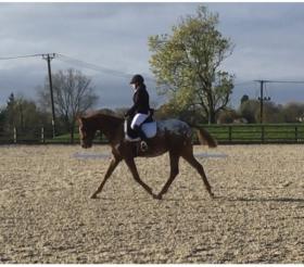 For sale: 4 year old by Royaldik with exceptional temperament 