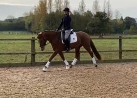 For sale: Beautifully bred dressage mare- will excel in any discipline