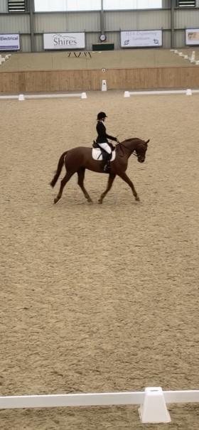 For sale: Handsome dressage horse 