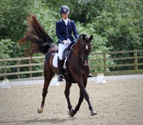 For sale: Beautiful dressage mare by Woodlander Rockstar