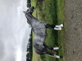 Dressage Horses for sale
