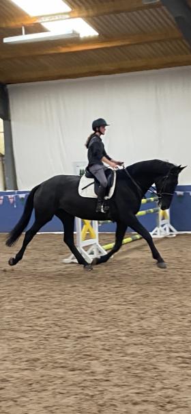 Dressage Horses for sale