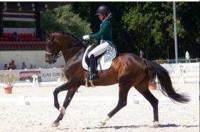 Dressage Horses for sale Dressage Horses for sale