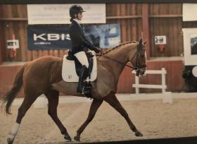 For sale: Super smart 16.1hh TB with lovely paces